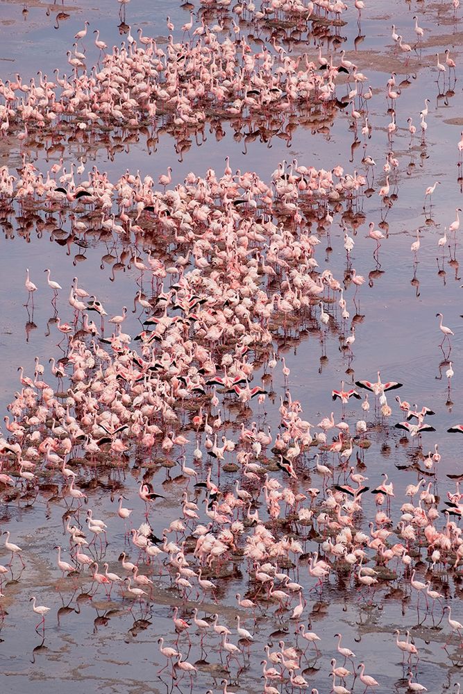 Africa-Tanzania-Aerial view of vast flock of Lesser Flamingos nesting in shallow salt waters art print by Paul Souders for $57.95 CAD